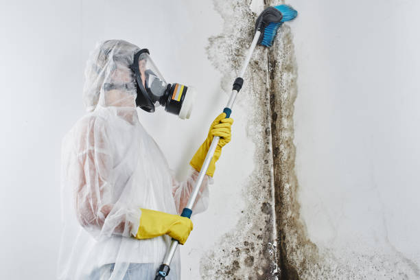 Best Black Mold Remediation in Blaine, MN