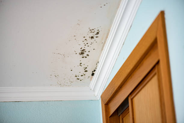 Best Residential Mold Remediation in Blaine, MN