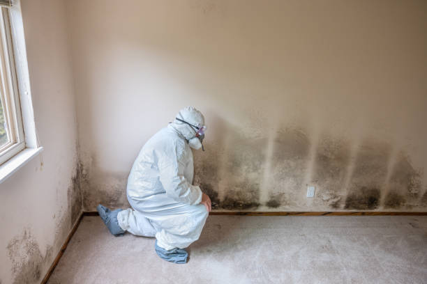 Best Mold Remediation for Specific Building Types in Blaine, MN