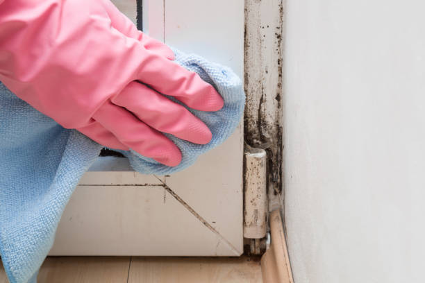 Best White Mold Remediation in Blaine, MN