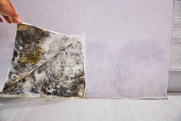 Best Health and Safety Mold Remediation in Blaine, MN